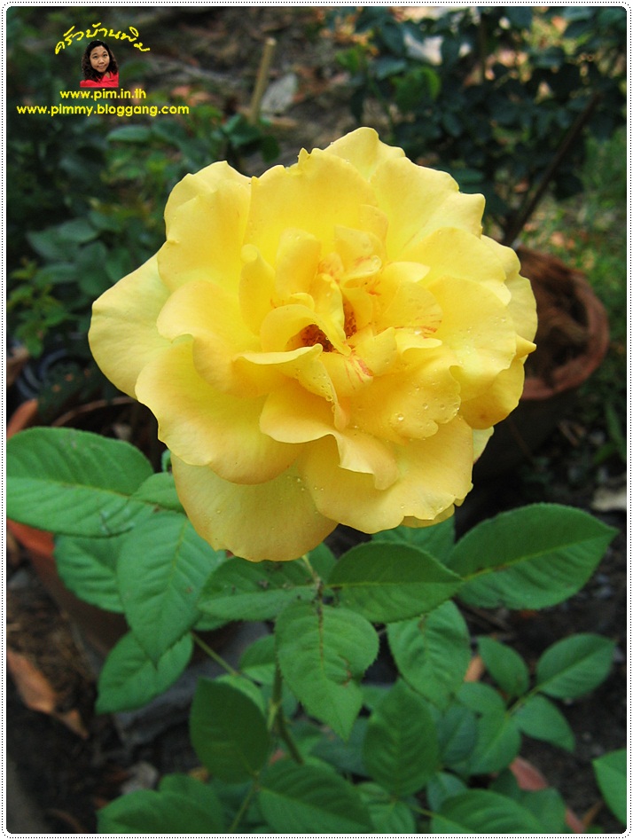 http://pim.in.th/images/pim-nature/flower_Feb2011/pim_rose_10.JPG