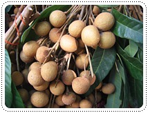 http://pim.in.th/images/pim-nature/longan2011/00.JPG